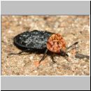 Oiceoptoma thoracica - Rothalsige Silphe 06 13mm - Sandgrube Niedringhaussee.jpg